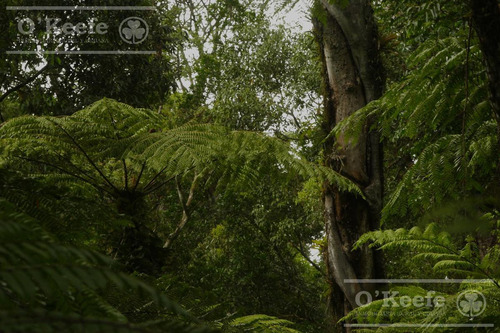 Grandes Extensiones De Bosque Nativo En Misiones - Bonos Verdes- Ideal Conservacionistas