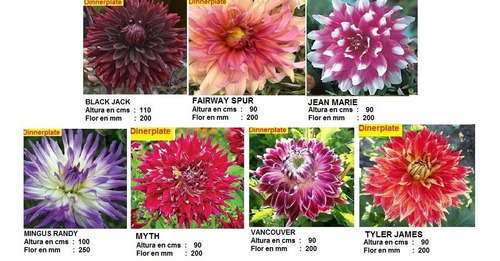 Bulbos Dahlias Gigantes 25 Cm De Flor X 1 Bulbos-semillas