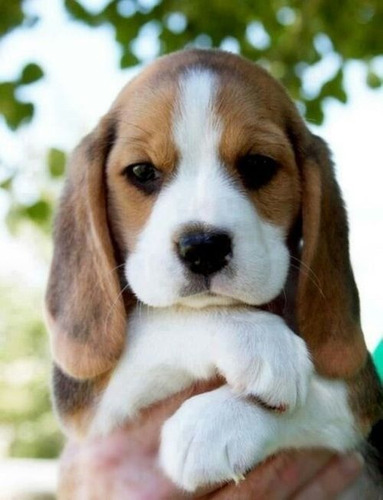 Cachorros Beagle