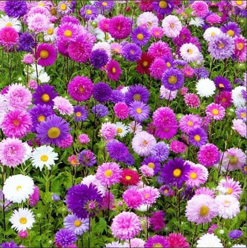 30 Semillas Flores Reina Margarita Giant Princess Mix Flor
