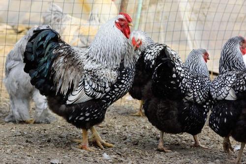 Imagen 6 de 6 de Wyandotte Plateado (huevos Fértiles X Unidad)