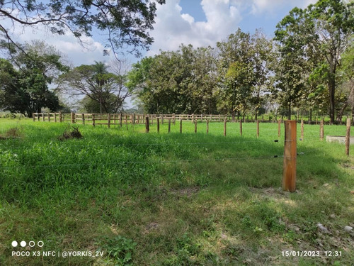 Imagen 2 de 13 de Finca En Venta En El Tambor, Mun. Obispos, Barinas