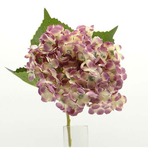 Imagen 4 de 6 de Vara De Hortensia