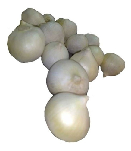 Ajo Macho 1 Kilo