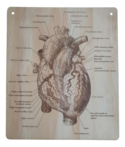 Cuadro Decorativo Madera Anatomía Corazón 