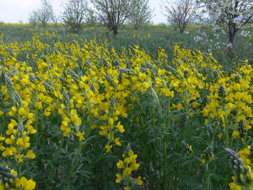 Crotalaria Ochroleuca Sementes 40kg