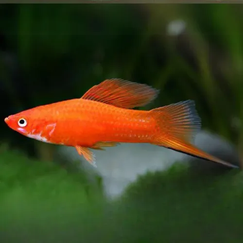 Pez Espada Rojo (3 Unidades)