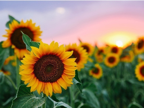 Semillas De Girasol 8 Gr Rinde Hasta 16 Plantas