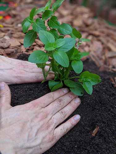 Agrovan Fértil Substrato Organomineral Com Npk 5kg Jardim Horta Vasos Plantas Plantio De Mudas