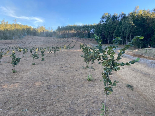 Agrícola En Venta En Gorbea