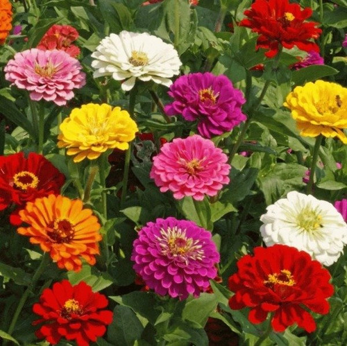 Semillas De Zinnia Gigante Colores Variados
