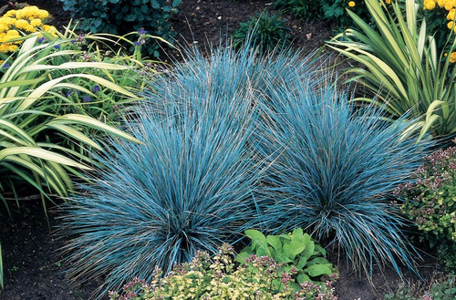 Imagem 6 de 9 de Grama Azul Festuca Glauca Blue - Sementes Flor Pra Mudas