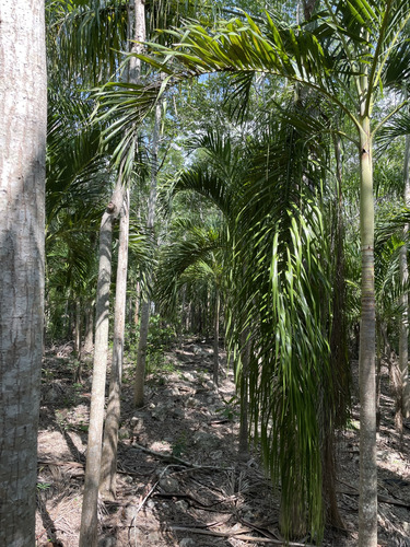 Venta De Finca De 103 Hectáreas A 24 Km De Mérida