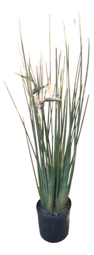 Strelitzia Juncea En Maceta De 10 Lt.