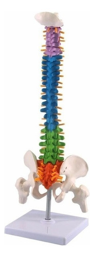Modelo De Anatomía De La Columna Vertebral Humana