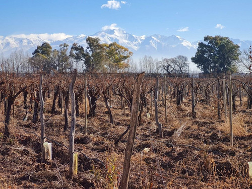 Imagen 3 de 20 de 41 Ha Ruta 15 (zona Bodegas)