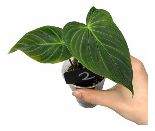 Philodendron Splendid (melanochrysum X Verrucosum)