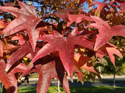 Semillas De Liquidambar X 20 Unid.