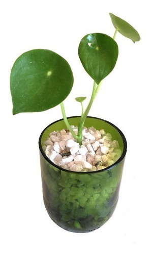 Cuchara Little Terrario 10, Maceta De Vidrio