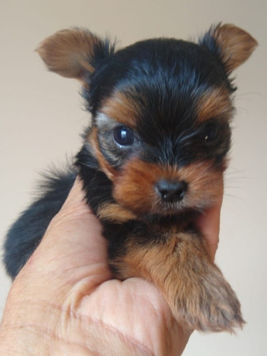 Yorkshire Terrier Fêmea  Canil Cibelle Cerrato Filhotes