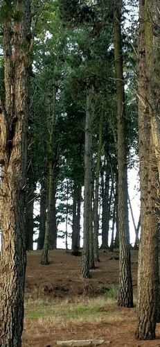 Imagen 2 de 16 de Monoambiente Rodeado De Bosque Muy Cómodo Y Excelente Precio