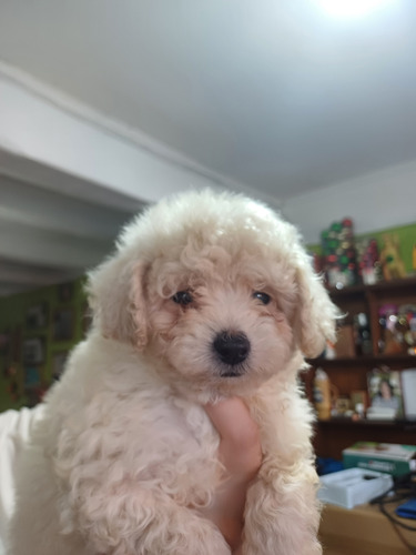 Poodle&minitoys Toys Blanco Y 1 Negro Blanco