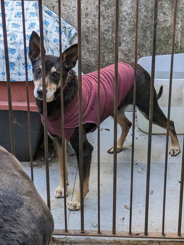 Lucky, Dulce Cruza Ovejero Mediano En Adopción!