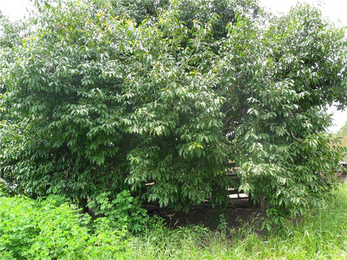 Fazenda Com 2 Dormitórios À Venda, 10599600 M² Por R$ 3.675.000,00 - Zona Rural - Bonfinópolis De Minas/mg - Fa0003