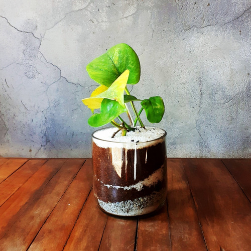 Imagen 2 de 9 de Scindapsus Little Terrario 10 The Little Yisus