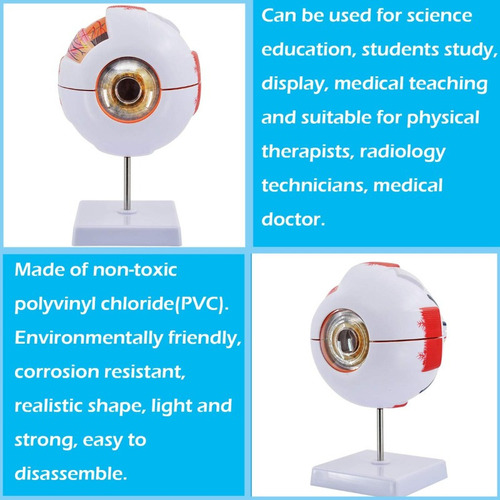 Modelo Anatomía Ojo Humano Modelo De Globo Ocular Ampliado 6