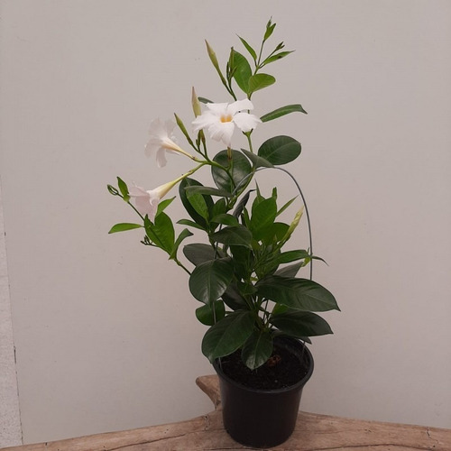 Dipladenia Branca Plantada No Pote 14 - Linda Trepadeira