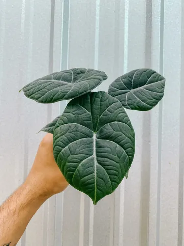 Alocasia Maharani - Alocasia Grey Dragon