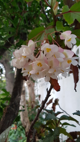 Planta Begonia - Ala De Angel (en Flor)