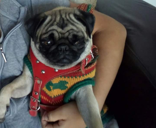 Hermosos Cachorros Pug Pedigrí Internacional