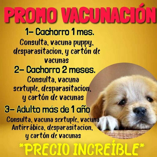 Libro De Cuidar Y Vacunas A Perros Y Gatos