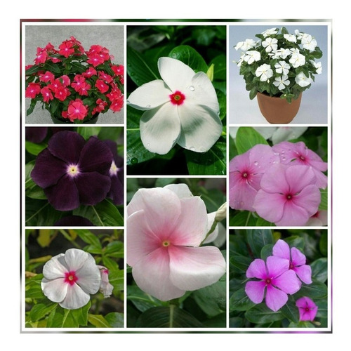 Vinca - Teresita Rosea Mix De Colores-semillas (100)