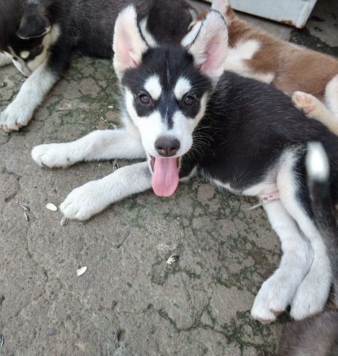 Cachorros Husky Macho
