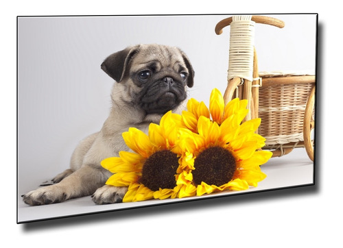 Cuadro Decorativo De Perro Pug Girasoles Amarillo 30x45cm 