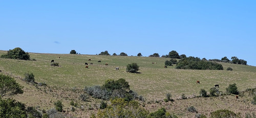Rocha Campo Forestal Ganadero 95 Has Suelos 2.12 Y 2.11a
