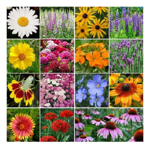 200 Semillas De Mezcla De Flores + Guía De Germinación