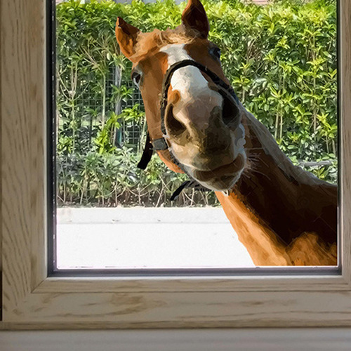 Jy Pegatinas De Pared De Caballo For Dormitorio Calcomanía