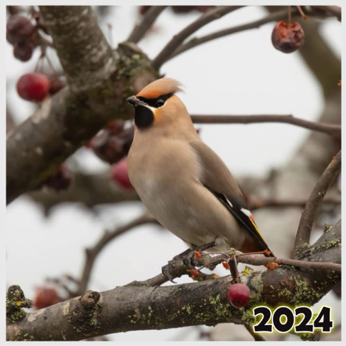 2 : Oiseaux Plus Colores: Un Calendrier Planification Avec .