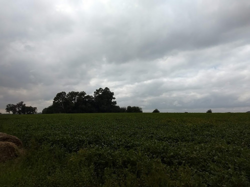 Imagen 8 de 8 de Excelente Campo Agrícola En Torres