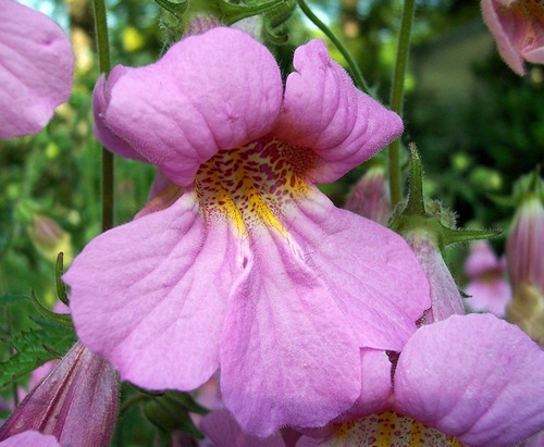 Semillas De Flores Campana De Beverly ( Rehmannia Angulata) 