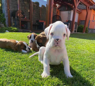 Cuanto Cuesta Un Perro Boxer Mercadolibre Com Mx Cuanto Cuesta Un Perro Boxer Mercadolibre Com Mx