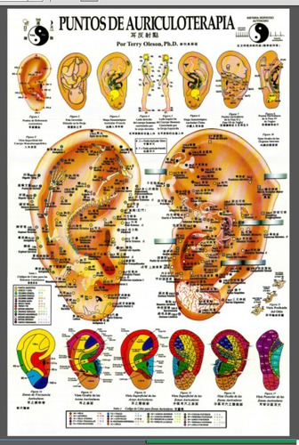 Afiche Puntos Auriculoterapia En Español