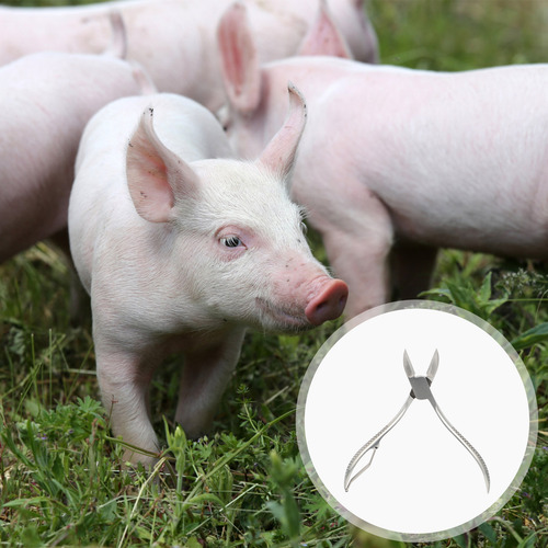 Pinza De Conejo Con Dientes De Cerdo