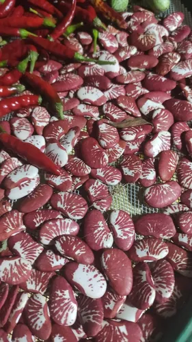 Poroto Zebra Rojo Semilla