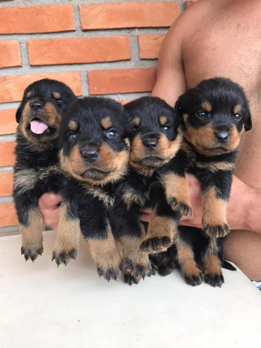Filhote De Rottweiler Cabeça De Touro