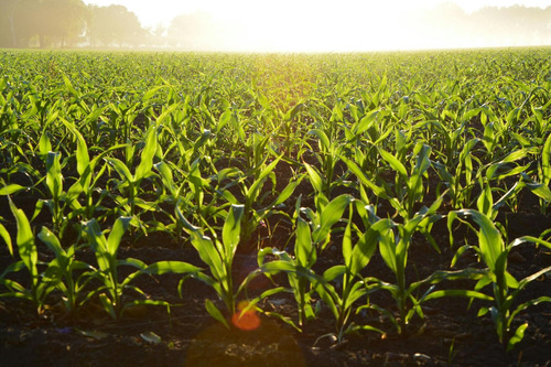 Campo, 6,5 Has 100% AgrÃcolas, Suelo 1 Coronel Arnold
